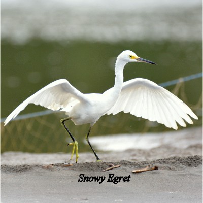 Snowy Egret